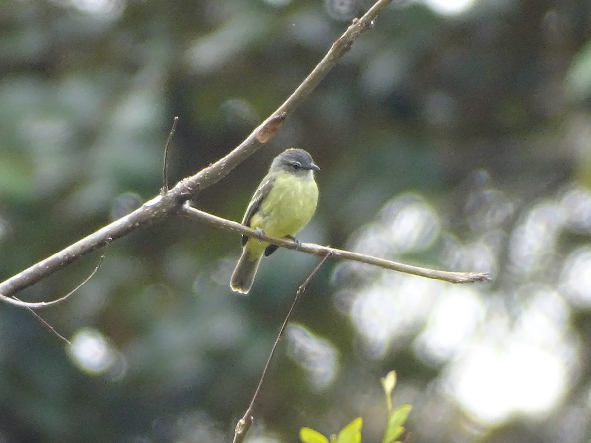 Yellow-crowned Tyrannulet - ML601562751