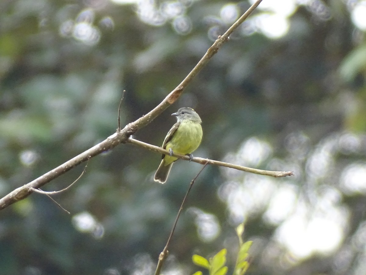 Yellow-crowned Tyrannulet - ML601562781