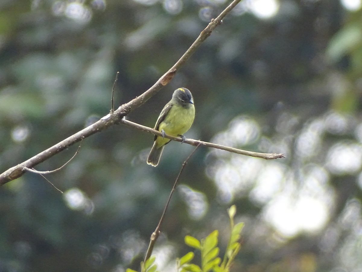 Yellow-crowned Tyrannulet - ML601562811
