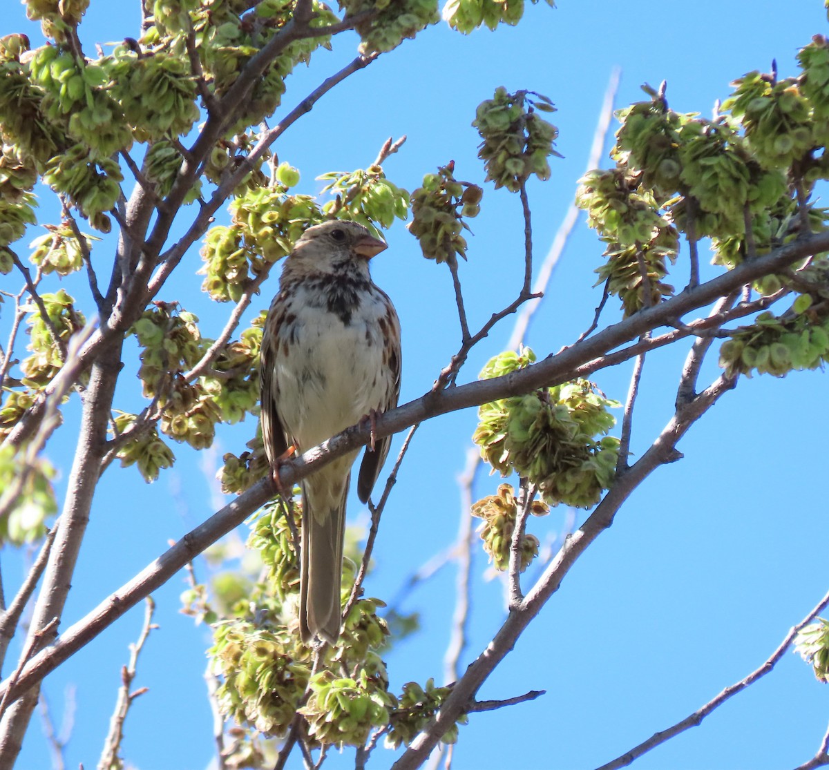 Harris's Sparrow - ML601562881