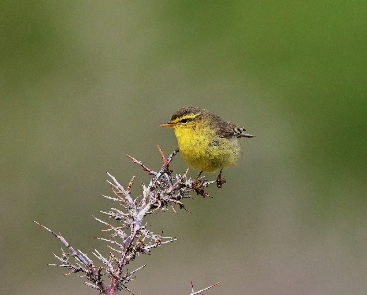 Tickell's Leaf Warbler (Tickell's) - Hetali Karia