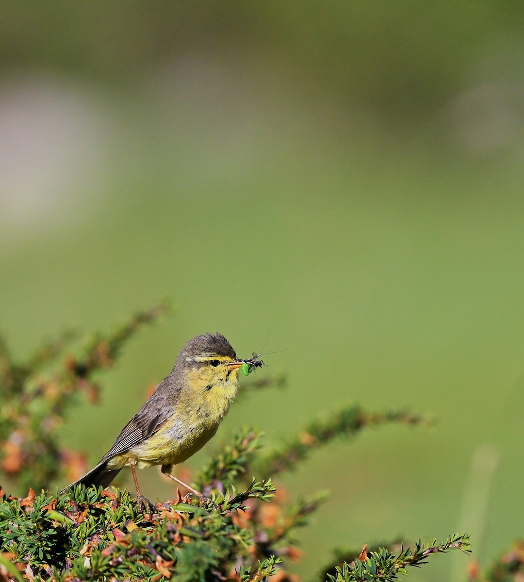 Tickell's Leaf Warbler (Tickell's) - Hetali Karia