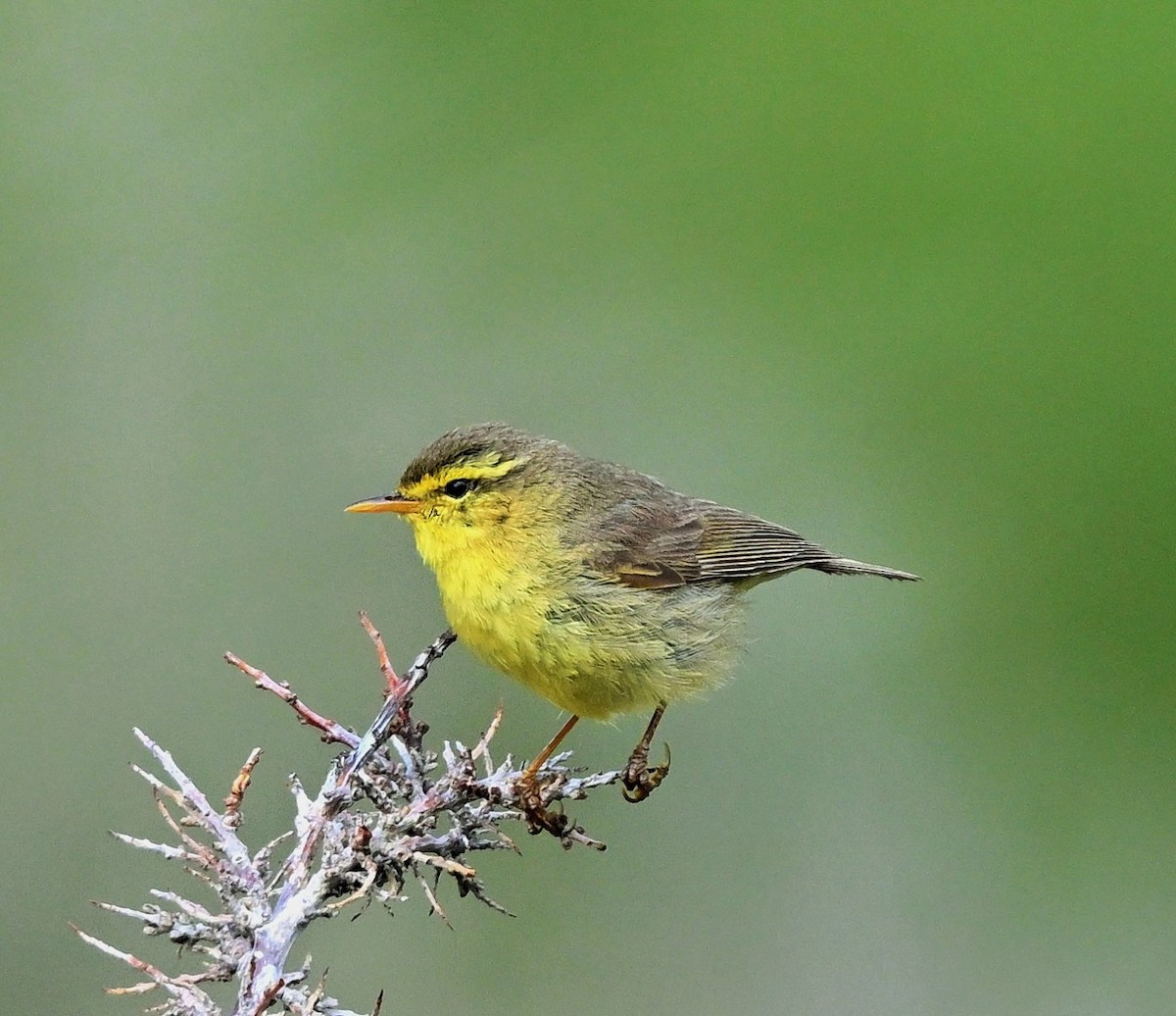 Tickell's Leaf Warbler (Tickell's) - Hetali Karia