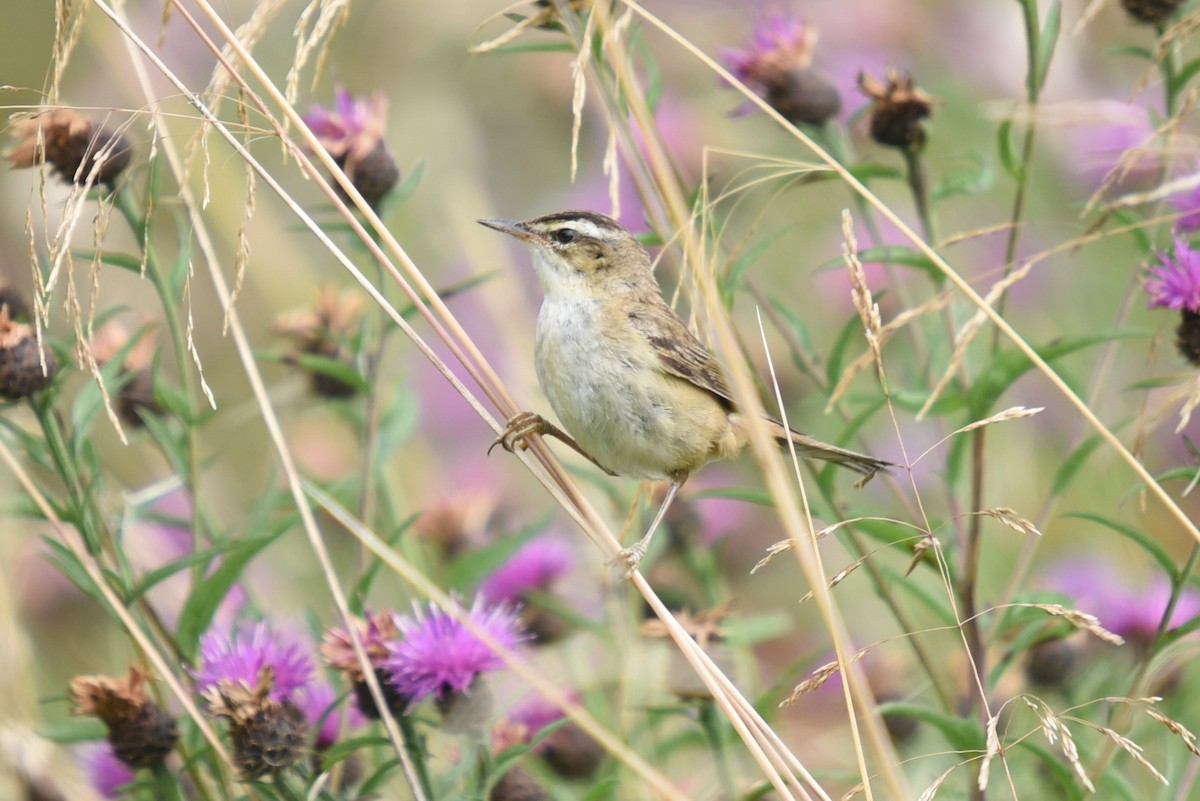 Sedge Warbler - John Hutchison