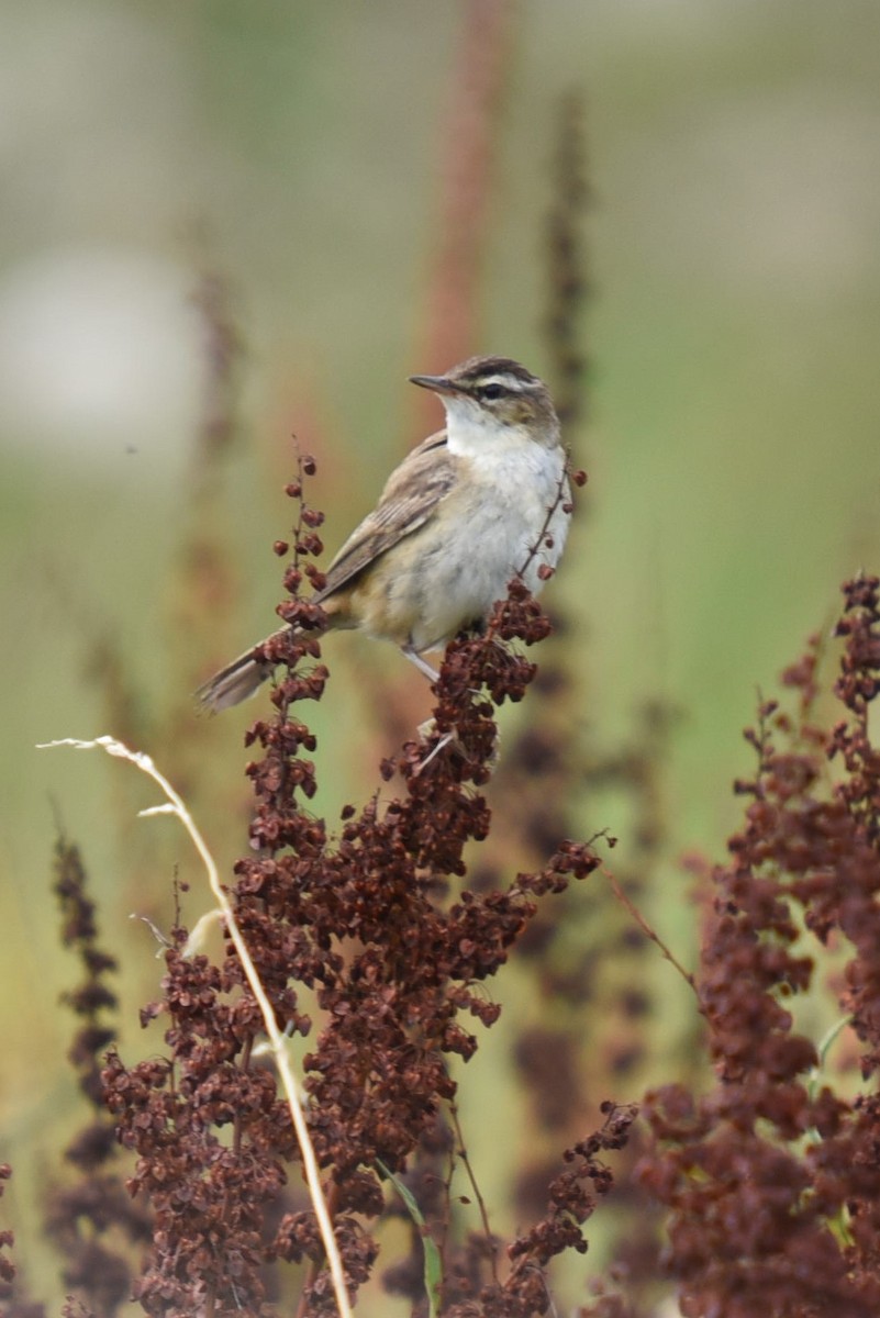 Sedge Warbler - John Hutchison