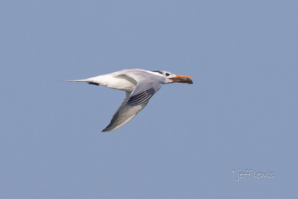Royal Tern - Jeff Lewis