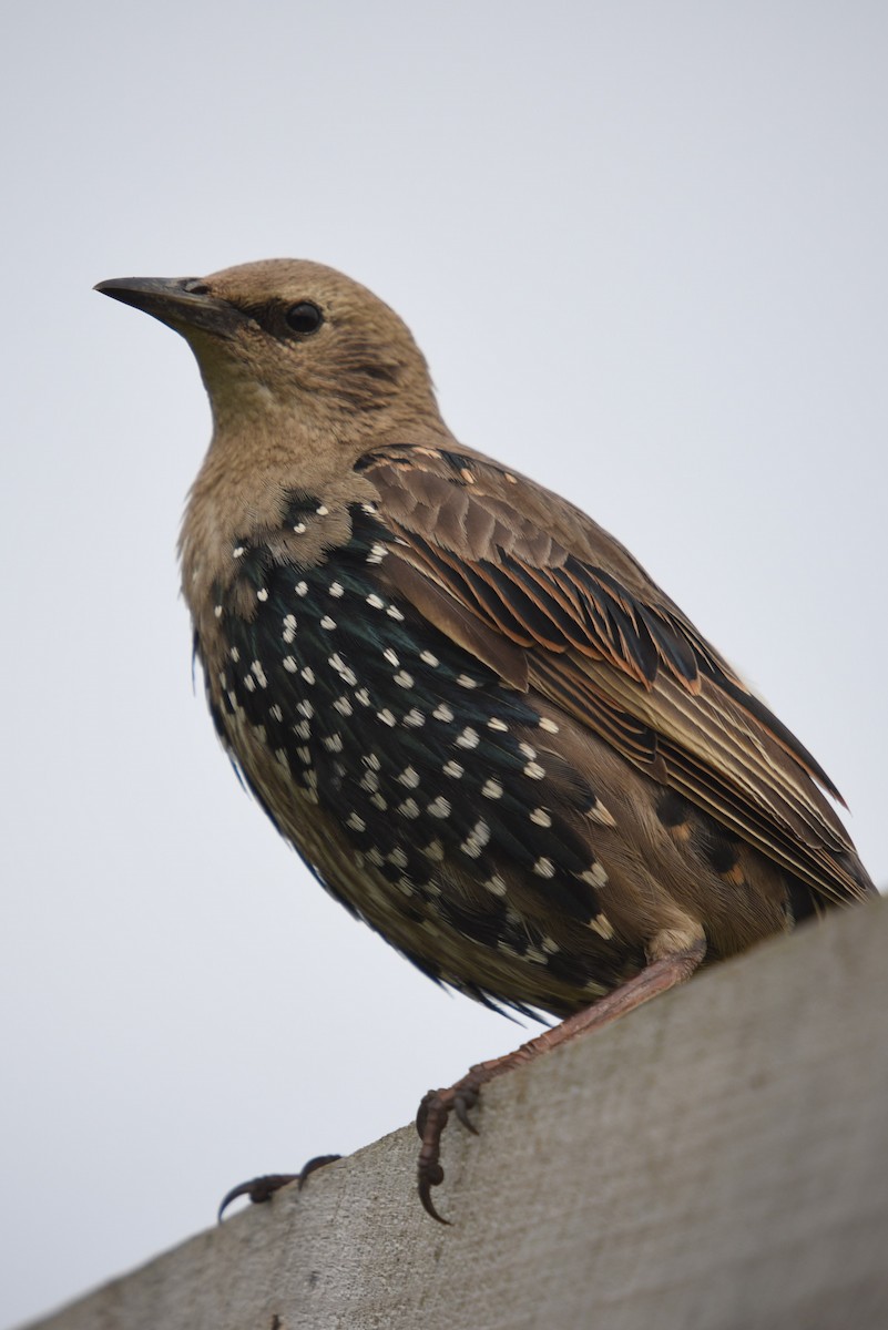 European Starling - John Hutchison