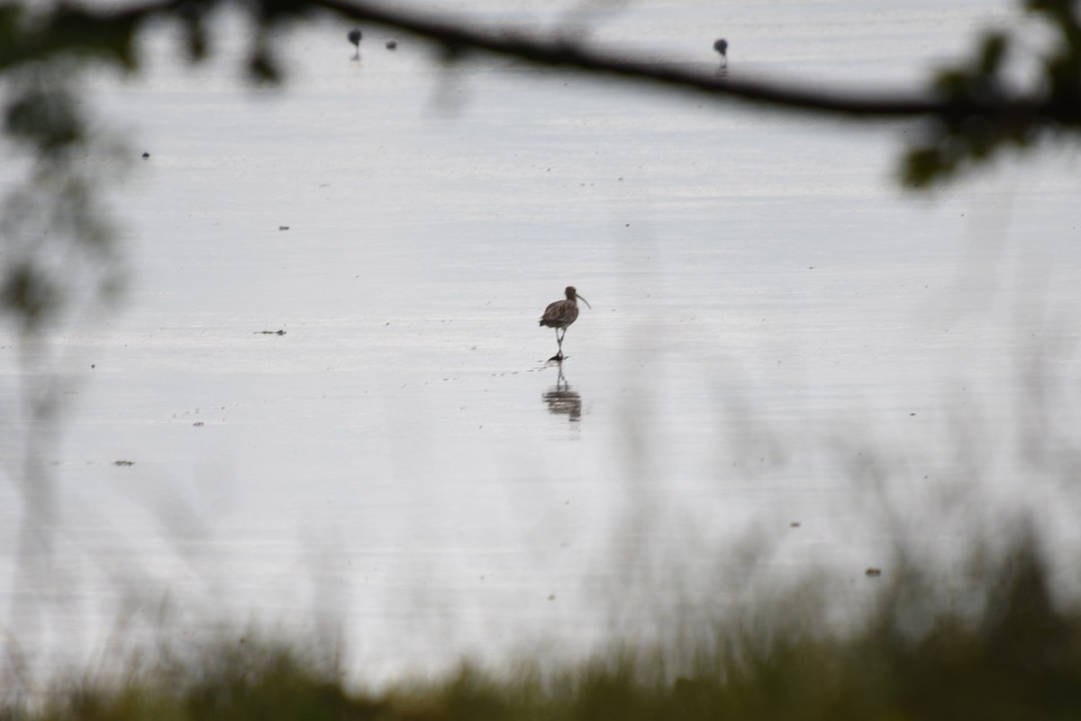 Eurasian Curlew - John Hutchison