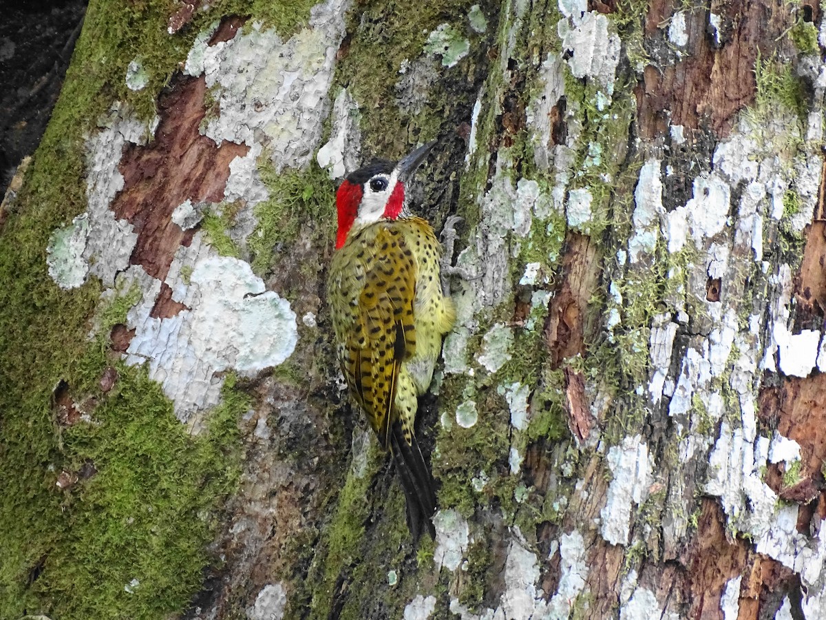 Spot-breasted Woodpecker - ML601563961