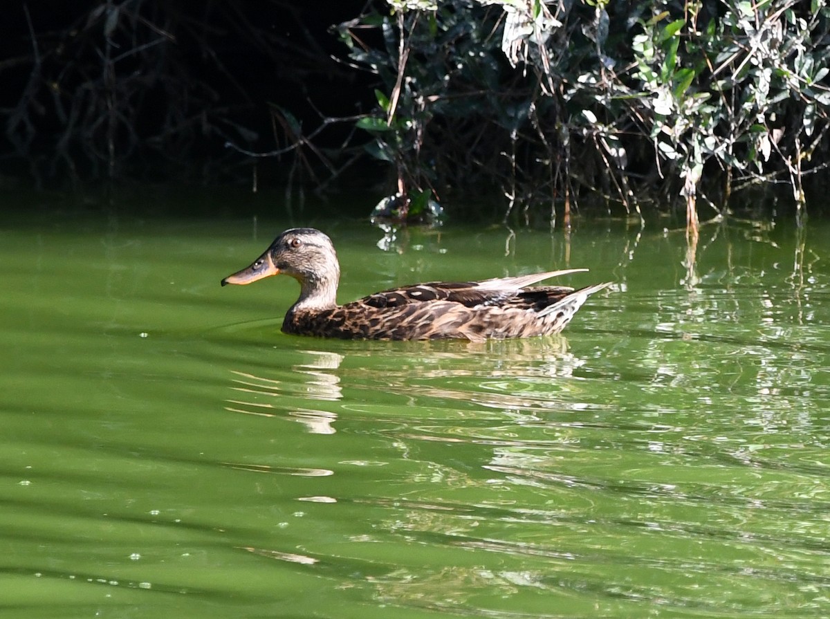 Mallard - A Emmerson