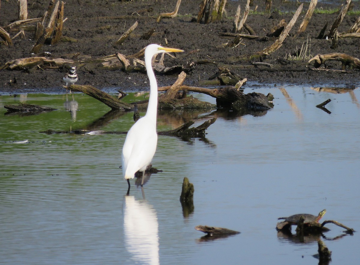 Great Egret - ML601564291