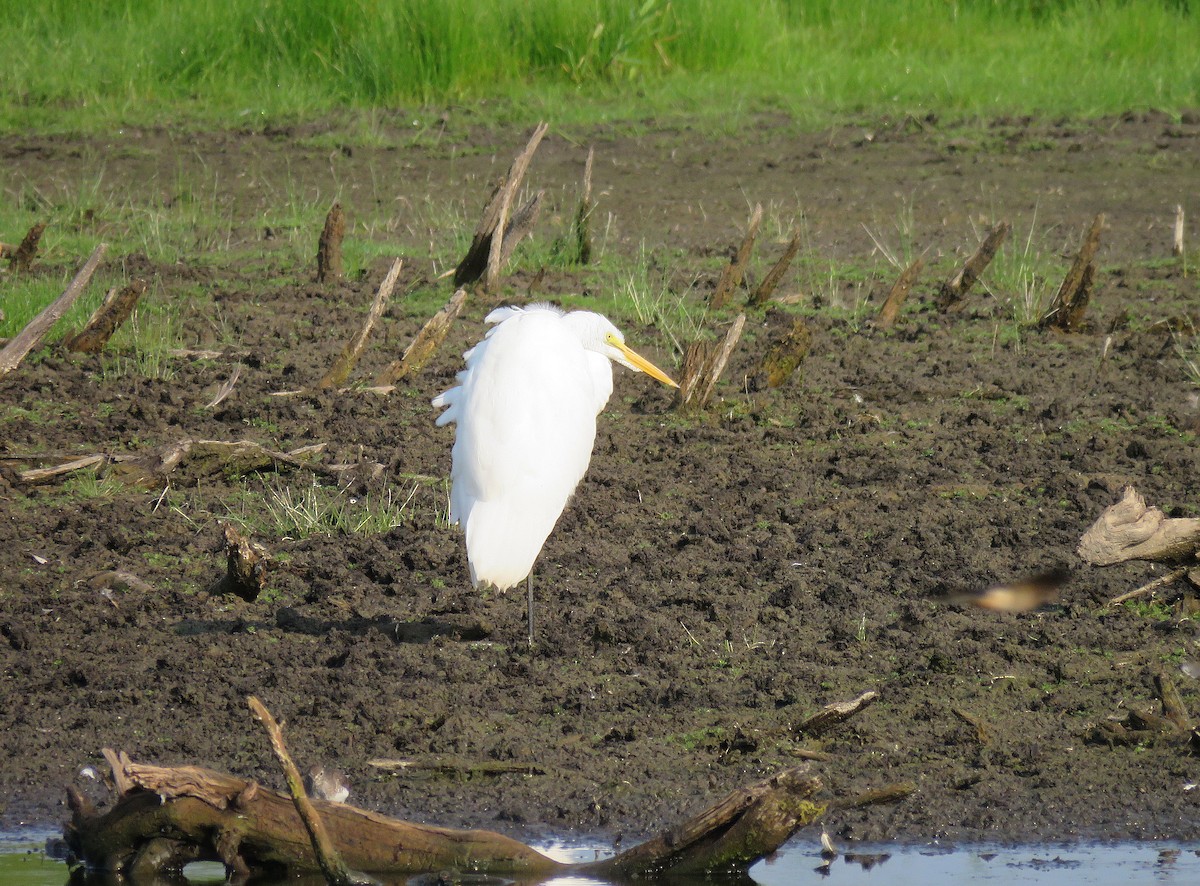 Great Egret - ML601564301