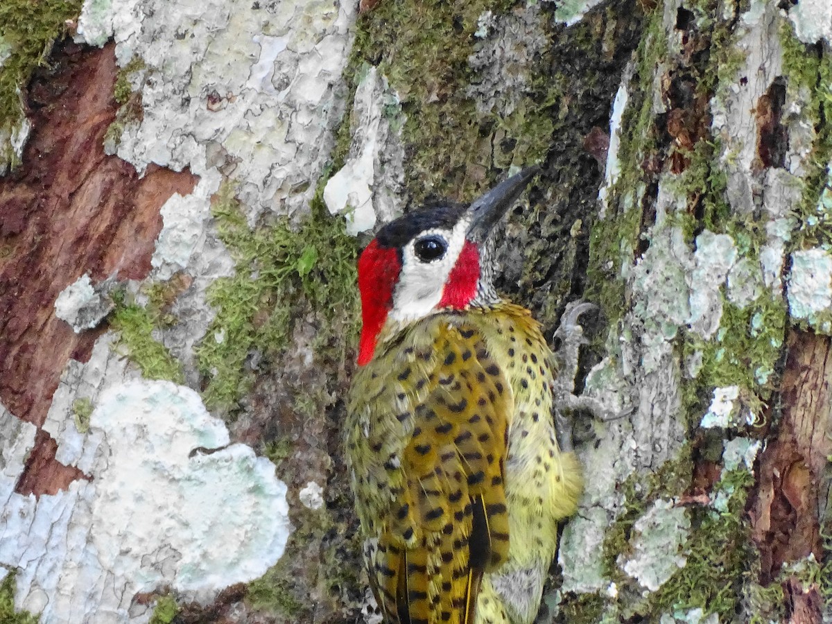 Spot-breasted Woodpecker - ML601564621