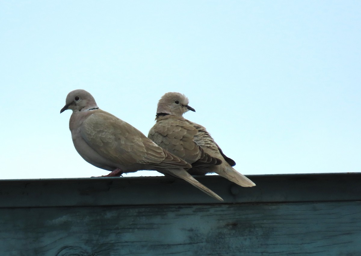 Eurasian Collared-Dove - ML601565391