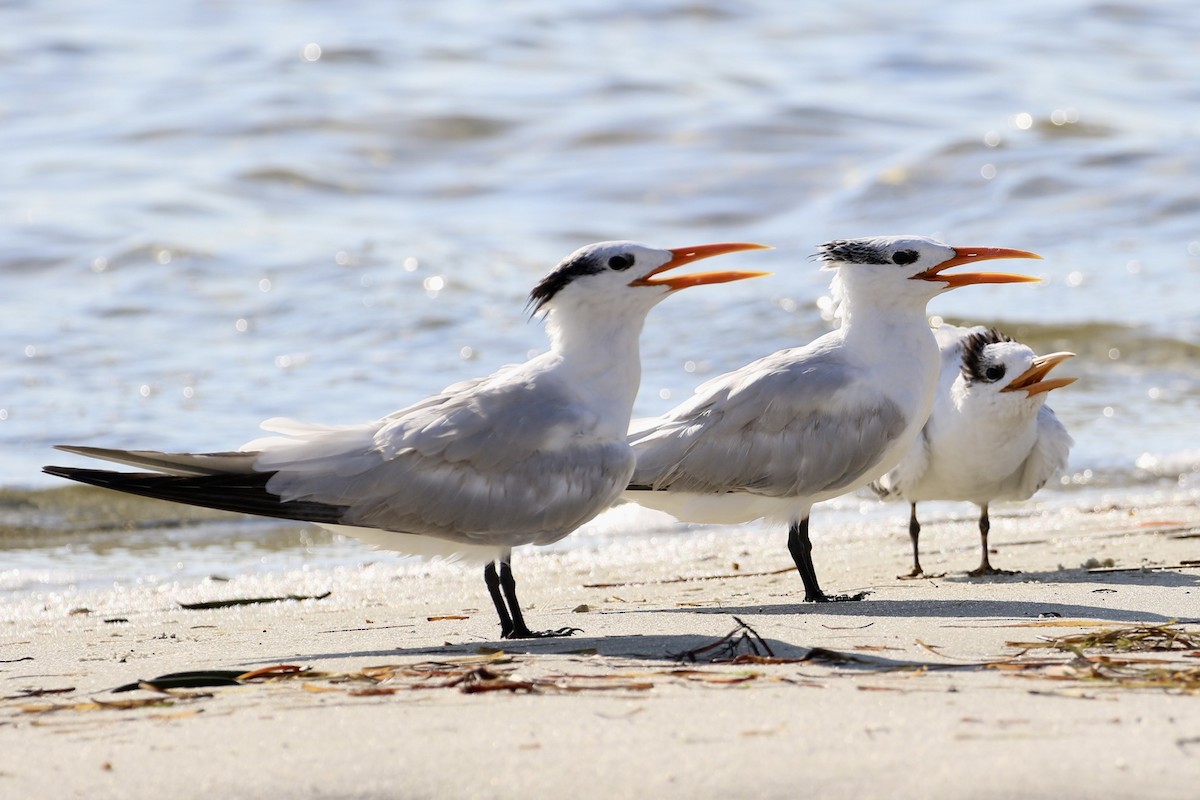 Royal Tern - ML601565691