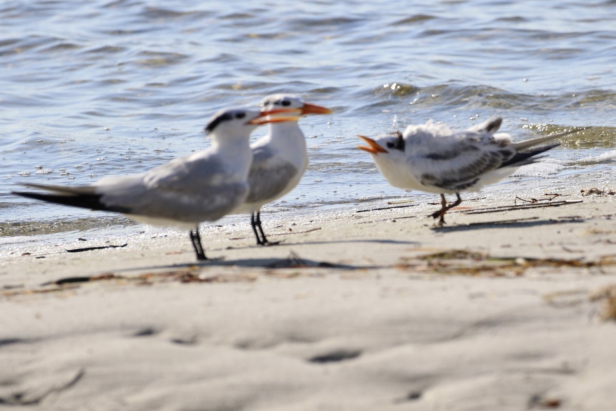 Royal Tern - ML601565701