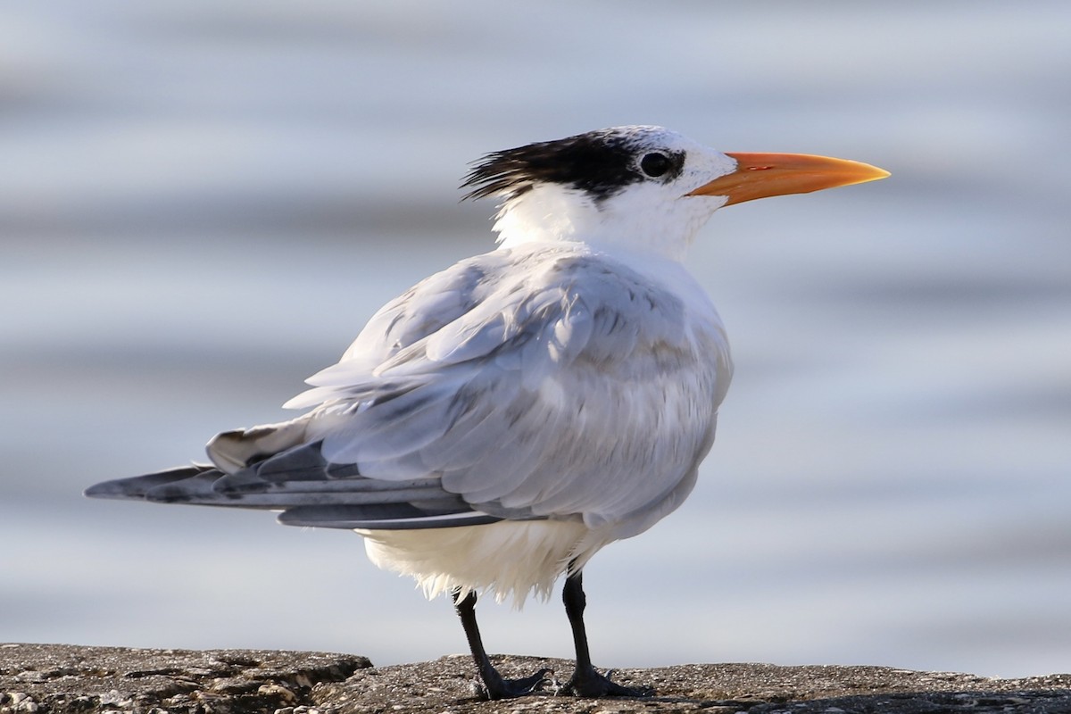 Royal Tern - ML601565791