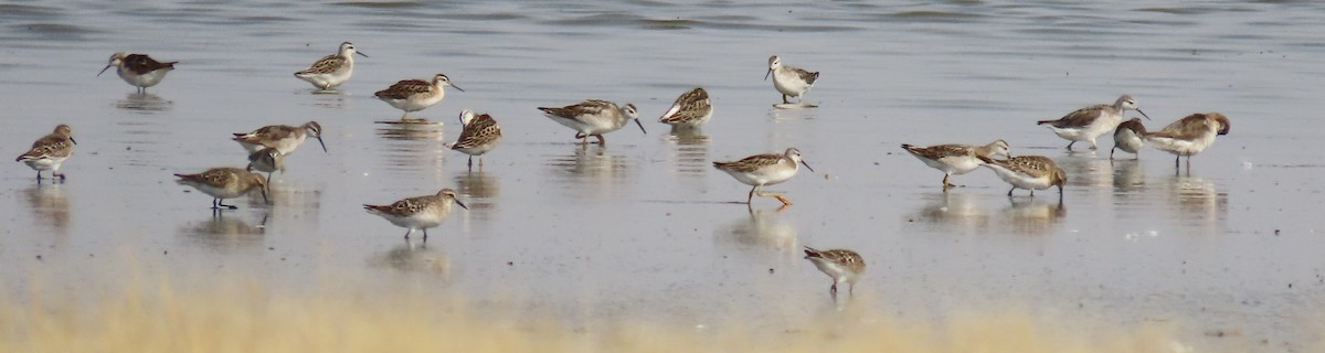 Baird's Sandpiper - ML601565981