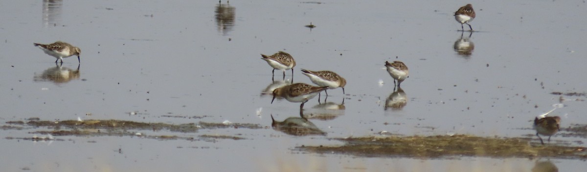 Baird's Sandpiper - ML601566001