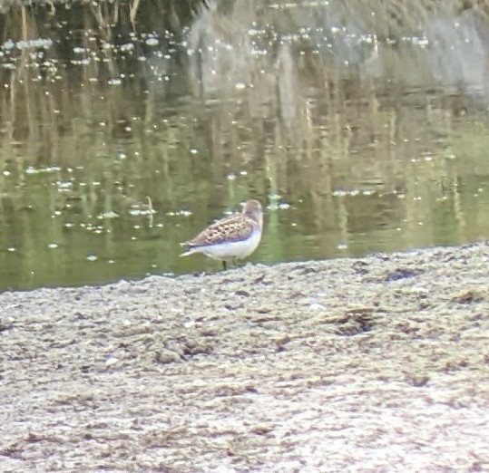 Semipalmated Sandpiper - ML601568361