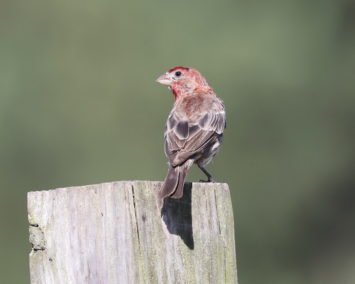 House Finch - ML601568571