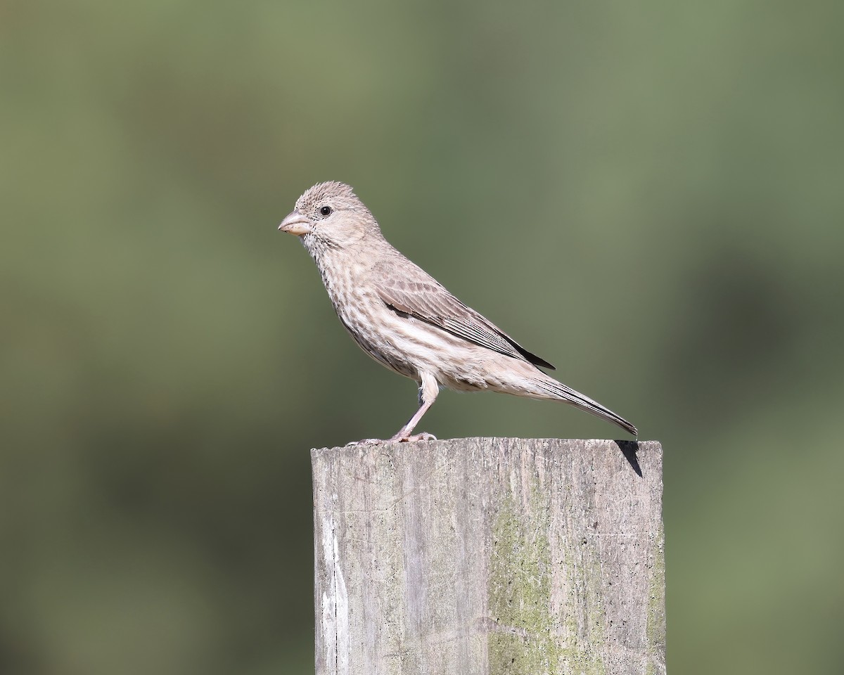 House Finch - ML601568581