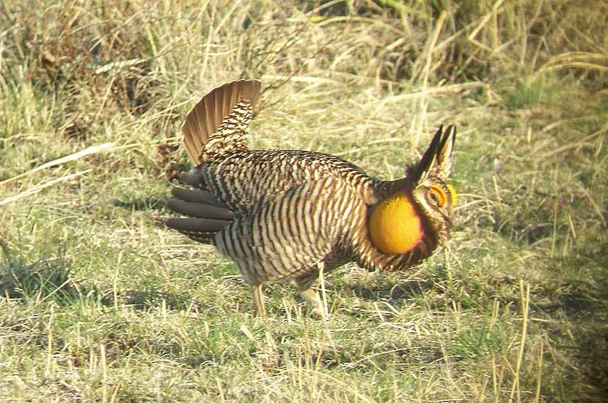 Greater Prairie-Chicken - Richard Garrigues