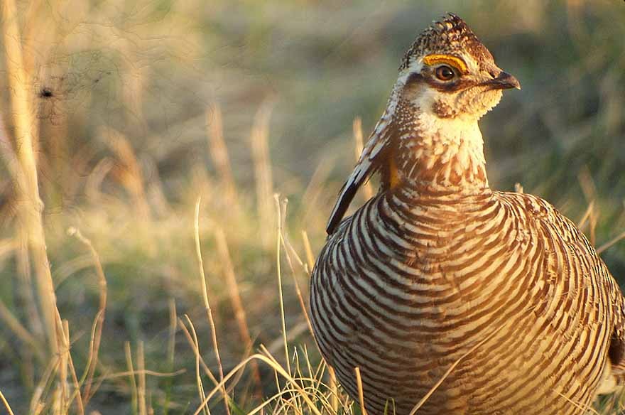 Greater Prairie-Chicken - Richard Garrigues