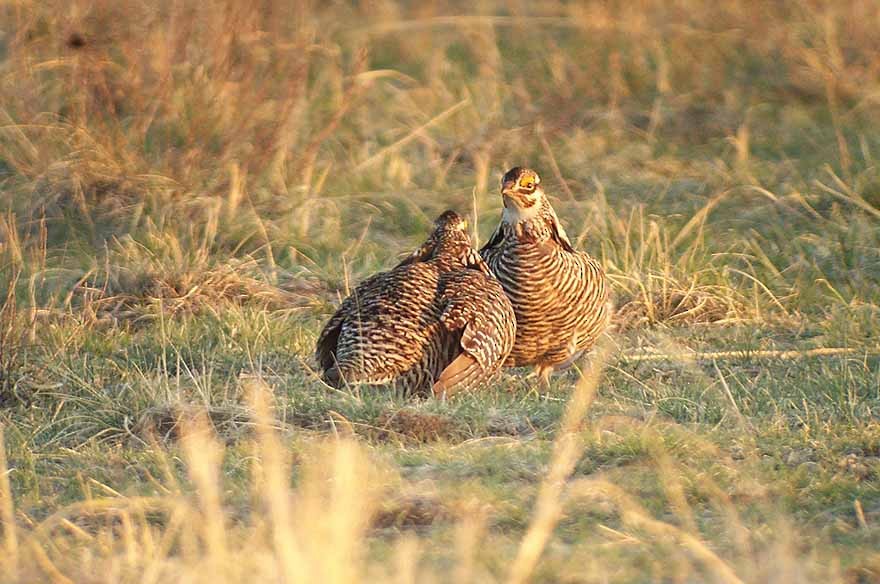 Tétras des prairies - ML601568731