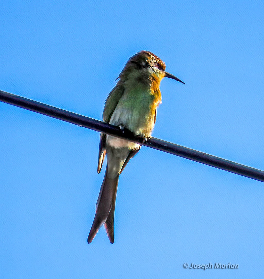 Swallow-tailed Bee-eater - ML601568951
