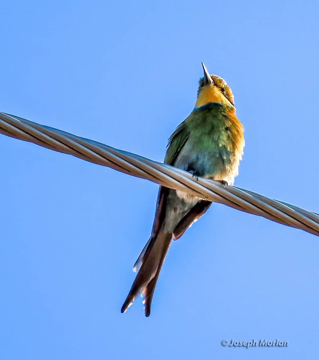 Swallow-tailed Bee-eater - ML601568961