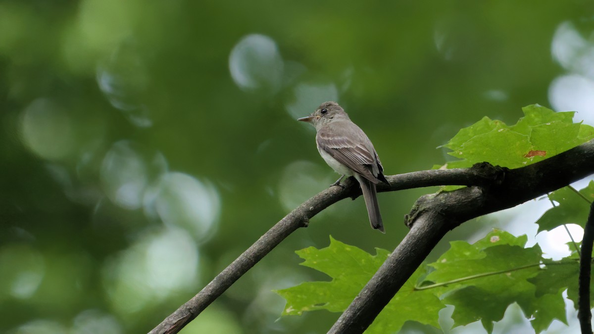 Eastern Wood-Pewee - ML601569171