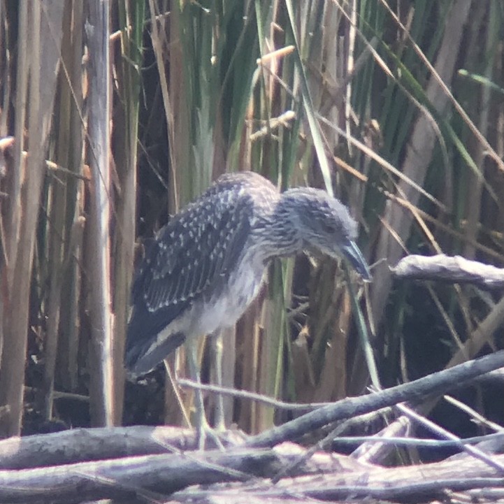 Yellow-crowned Night Heron - ML601569311