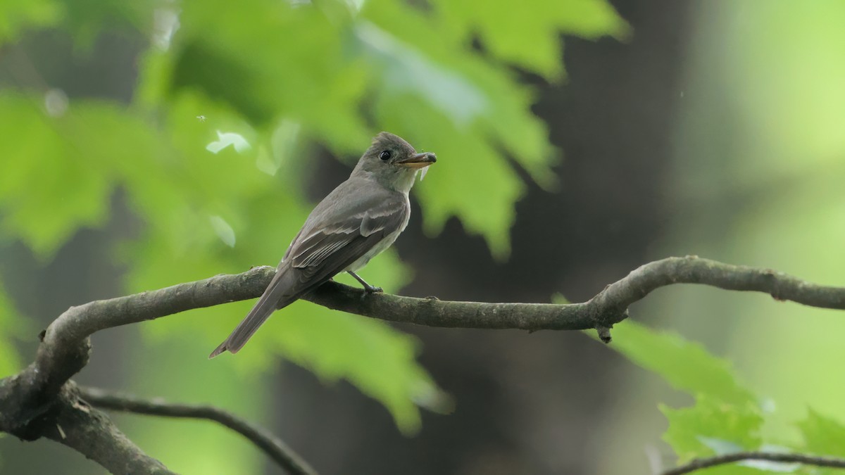 Eastern Wood-Pewee - ML601569391