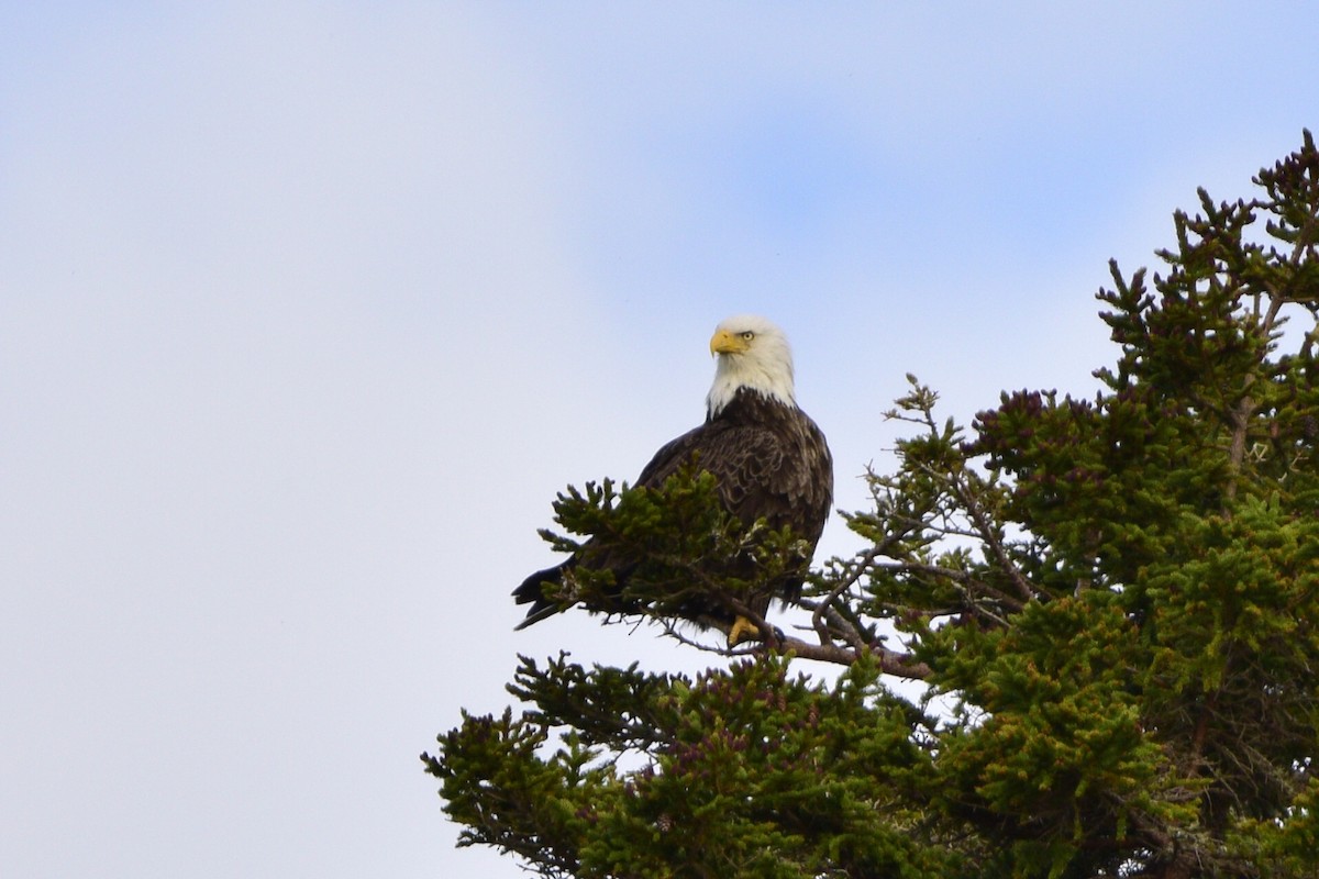 Bald Eagle - Matt Longabaugh