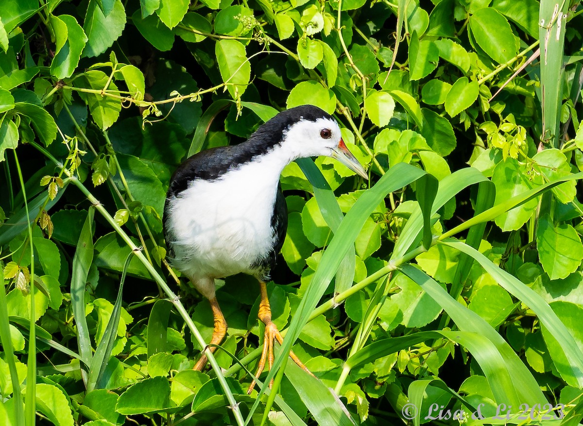 White-breasted Waterhen - ML601571571