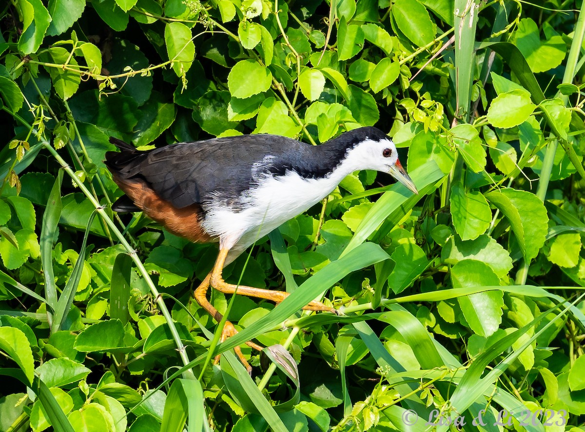 White-breasted Waterhen - Lisa & Li Li