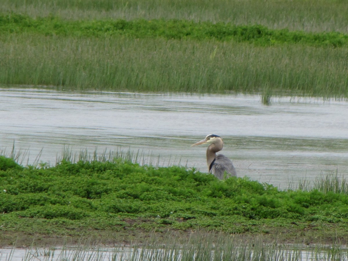 Great Blue Heron - ML601571971