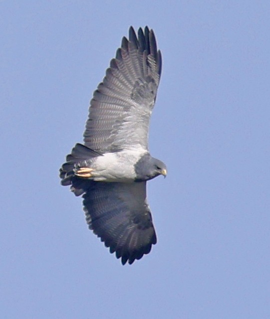 Black-chested Buzzard-Eagle - ML601572091