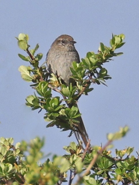 Perija Thistletail - ML601572431