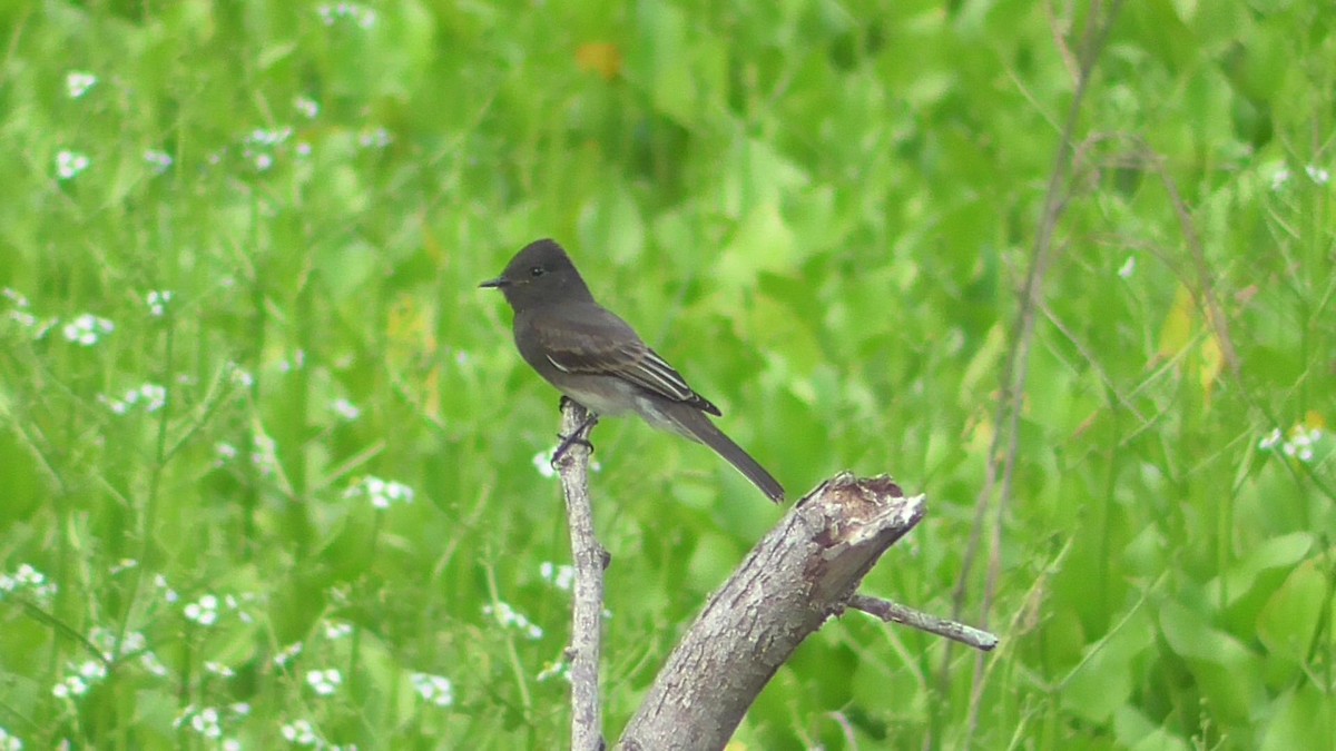 Black Phoebe - ML60157291