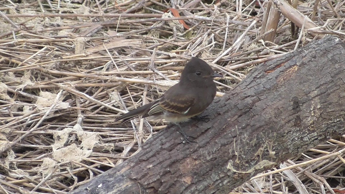 Black Phoebe - ML60157311
