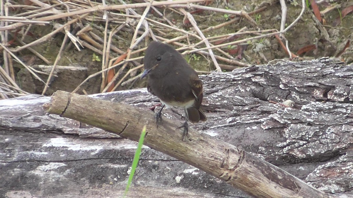 Black Phoebe - ML60157321