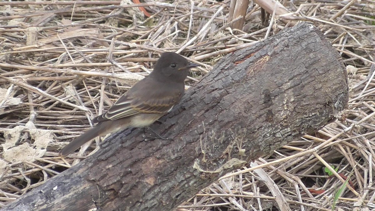 Black Phoebe - ML60157331