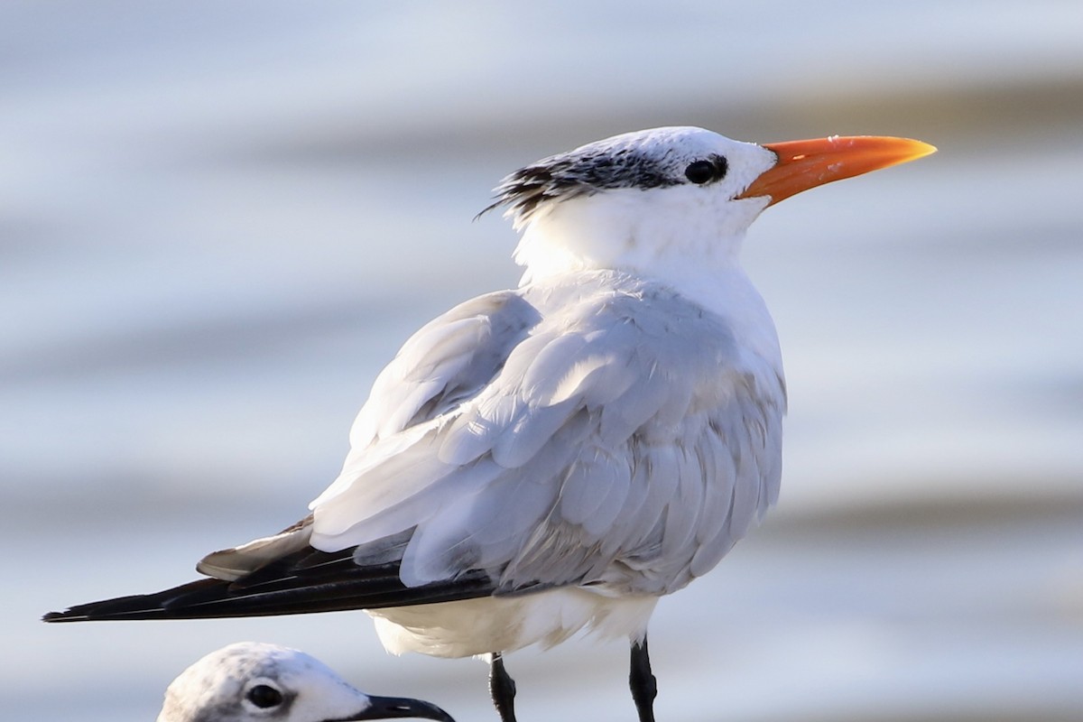 Royal Tern - ML601573791