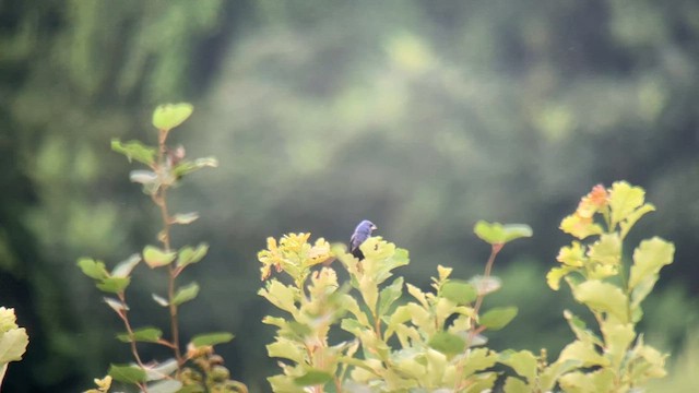 Blue Grosbeak - ML601575381