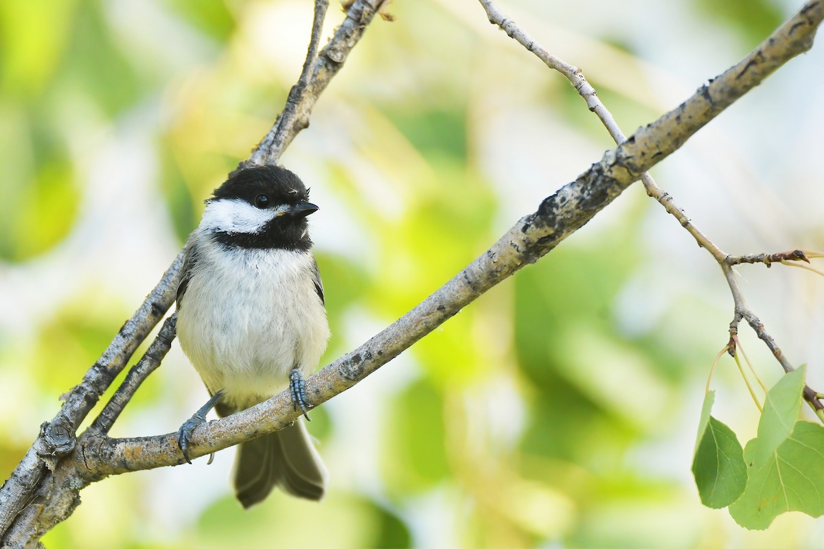 Black-capped Chickadee - ML601575551