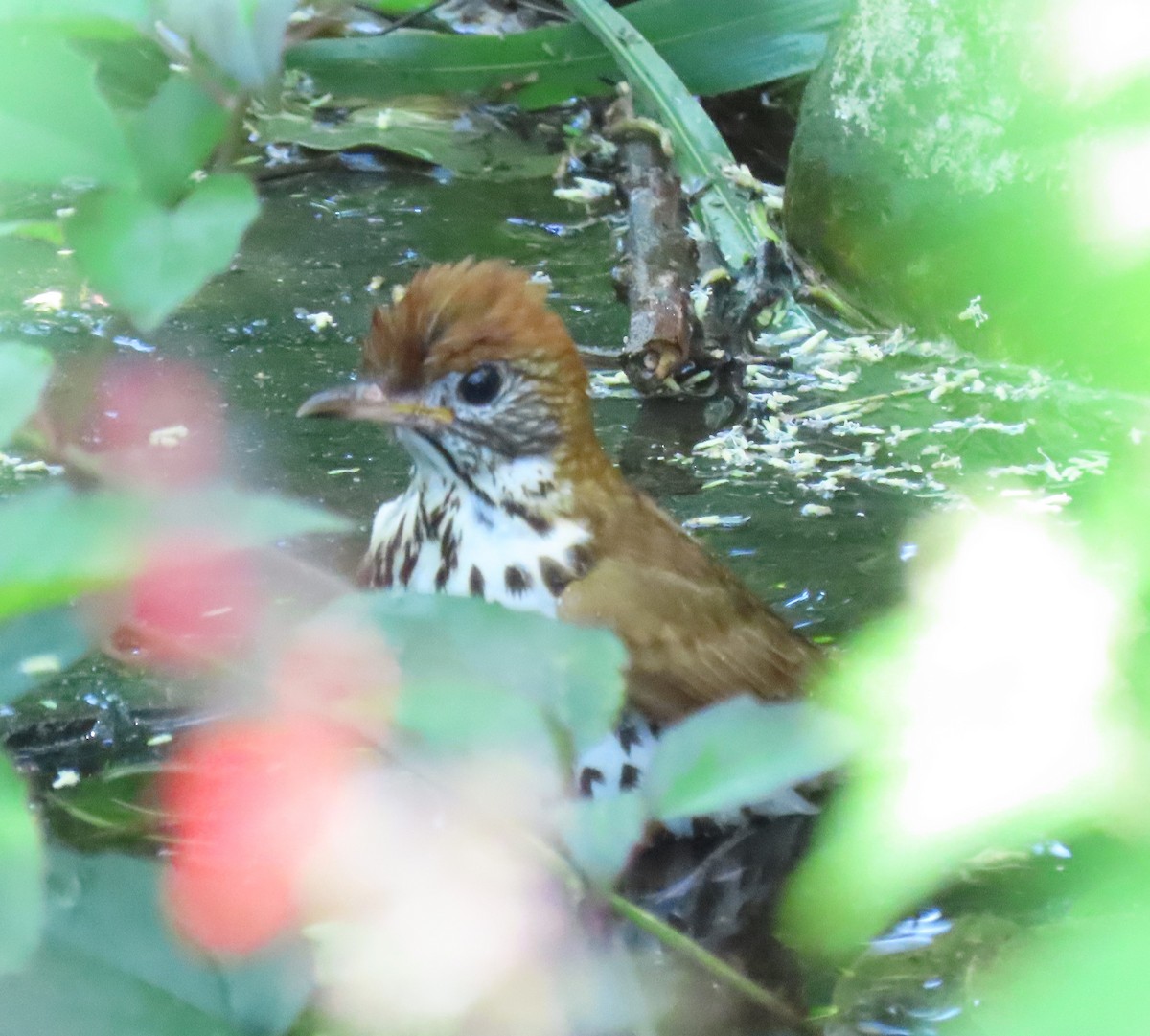 Wood Thrush - ML601576201