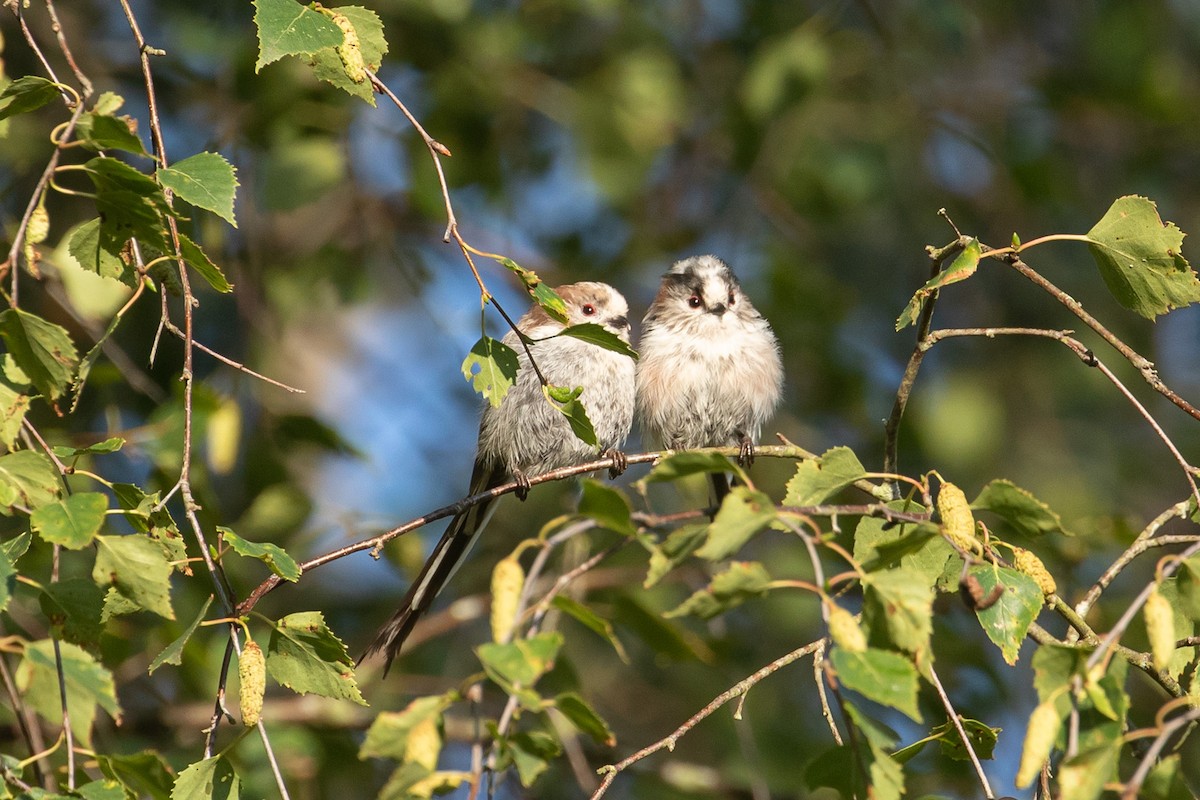 Long-tailed Tit - ML601576461