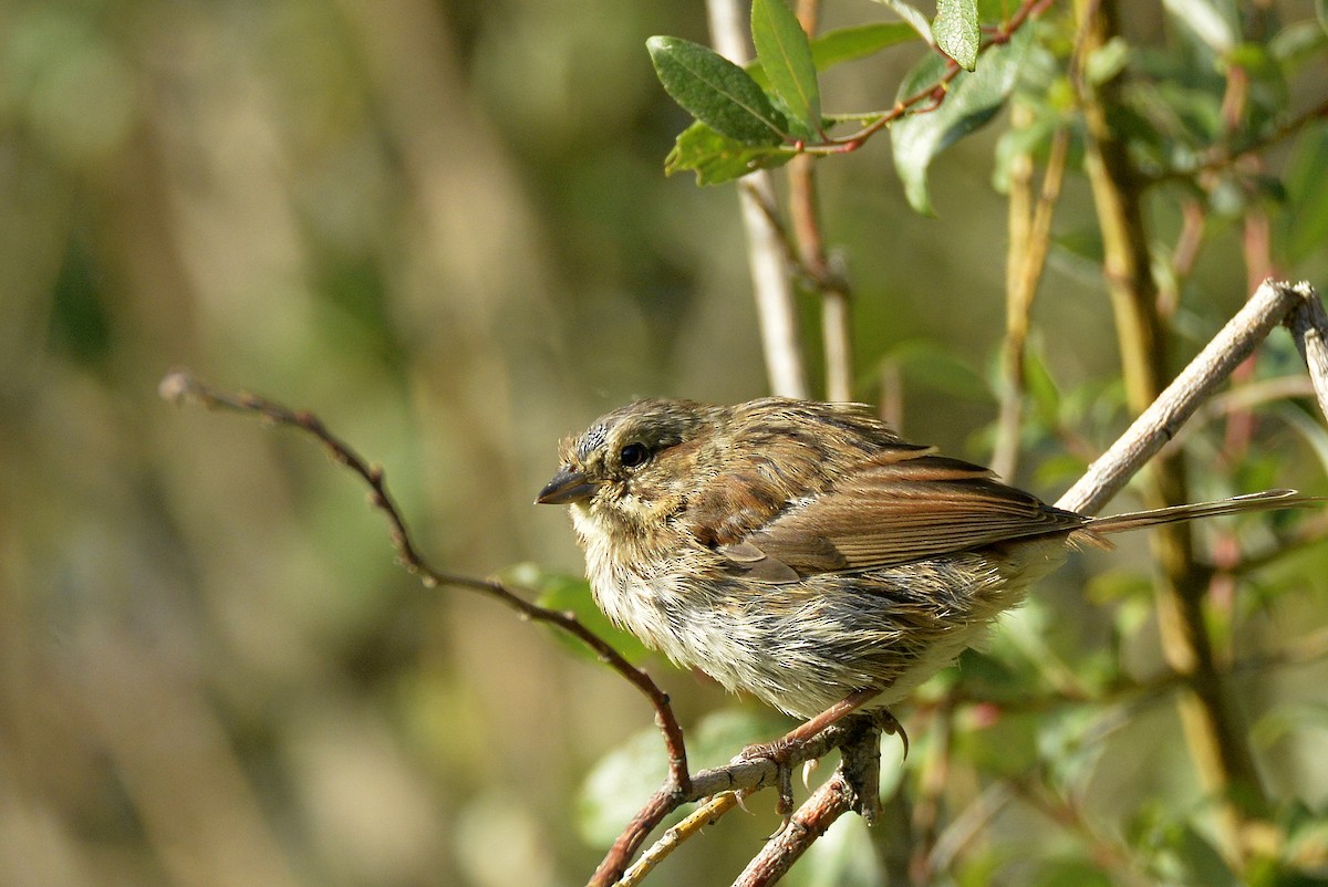 Song Sparrow - Asher  Warkentin